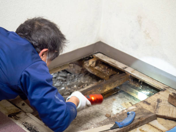 Best Toxic Mold Removal  in Burwell, NE
