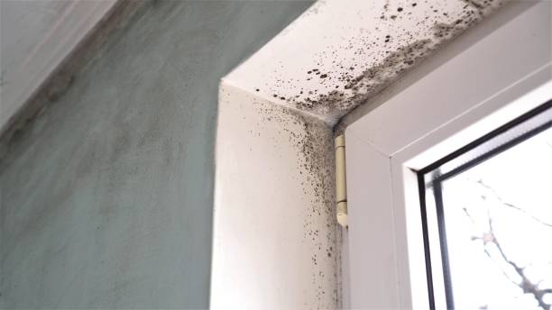 Mold Testing and Removal in Burwell, NE