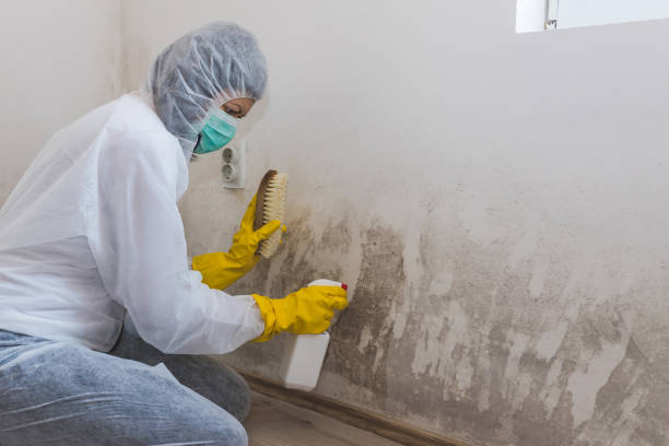 Best Mold Testing  in Burwell, NE