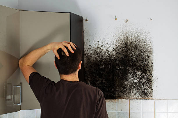 Best Mold Remediation Experts  in Burwell, NE