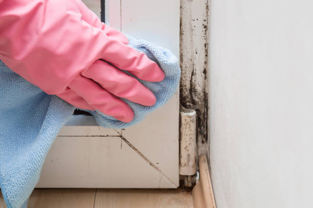 Best Mold Cleaning Services  in Burwell, NE