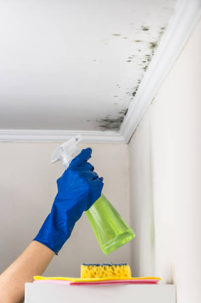 Best Best Mold Removal Companies  in Burwell, NE