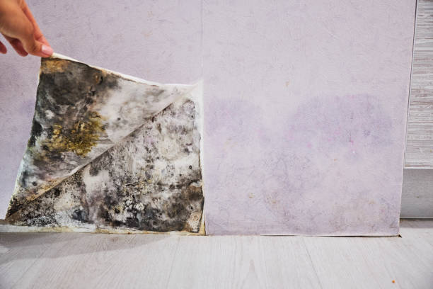 Best Mold Damage Repair  in Burwell, NE